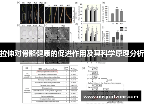 拉伸对骨骼健康的促进作用及其科学原理分析